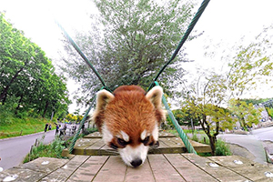 VR動画で見た旭山動物園のレッサーパンダ