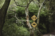 【入選】　森林文化協会〈森林文化協会のイメージを高め、認知度を上げる企業広告〉３点シリーズ