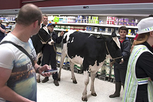 スーパーを練り歩く牛